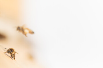 Obraz premium Flying honey bee isolated on white background for flyer or label