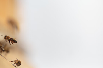 Flying honey bee isolated on white background for flyer or label