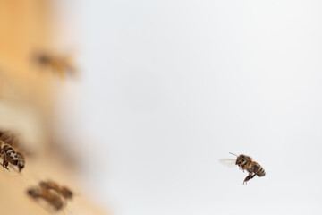 Flying honey bee isolated on white background for flyer or label
