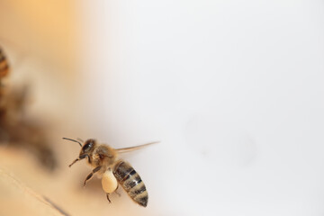 Flying honey bee isolated on white background for flyer or label