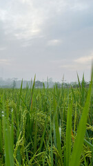 close up of green rice plants