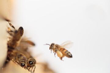 Flying honey bee isolated on white background for flyer or label
