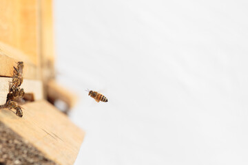 Flying honey bee isolated on white background for flyer or label