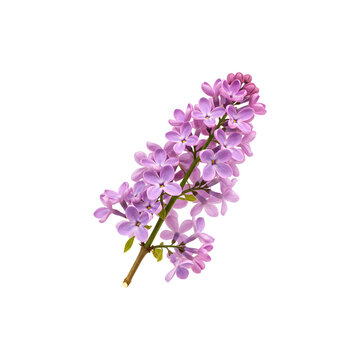 Delicate pink lilac flower branch in full bloom isoated on white background for floral, spring, and decr use