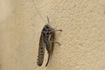 Gryllinae, or field cricket, clinging to a beige textured wall. The insect is captured in detail, showcasing its long antennae, patterned wings.. Photo from Danube Delta in Romania.