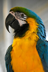 Macaw parrot head close-up