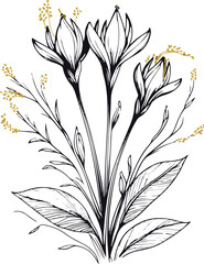 Traditional saffron crocus illustration, black ink doodle style, stigma threads and leaves, vector line art for gourmet and cosmetic packaging 1.