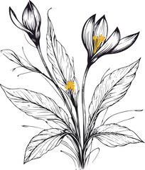  Traditional saffron crocus illustration, black ink doodle style, stigma threads and leaves, vector line art for gourmet and cosmetic packaging