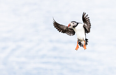 puffin bird in flight with fish in beak