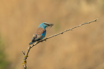 European Roller - Coracias garrulus perched on bare branch against soft beige background, with insect in beak. Photo from Dobruja in Bulgaria. Copy space on right side.