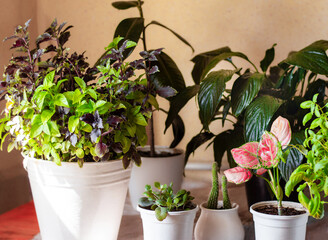 Basil grows in a large white pot as an ornamental plant near a window. Basil has two colors: green...