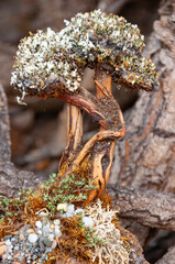 An artificially made small tree stands in the roots of a tree
