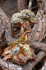 An artificially made small tree stands in the roots of a tree
