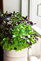 Basil grows in a large white pot as an ornamental plant near a window. Basil has two colors: green...