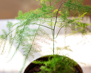 Asparagus growing in a pot near the window, asparagus indoor plant