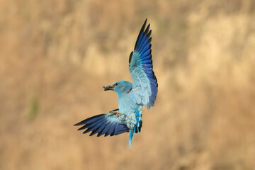 Obraz premium European roller - Coracias garrulus in mid-flight with wings fully spread, captured against a soft, blurred natural background. Photo from Dobrudja in Bulgaria.