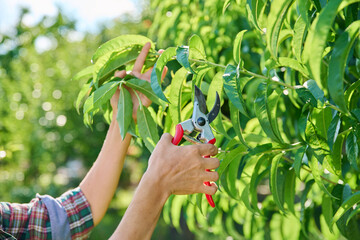 Female gardener with pruning shears pruning peach tree in the garden