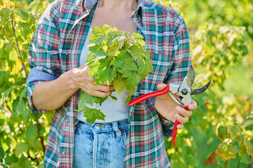 Female gardener with pruning shears pruning blackcurrant bush in garden