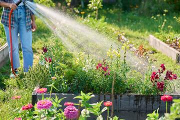 Woman gardener with hose watering vegetable flower plants on raised garden bed