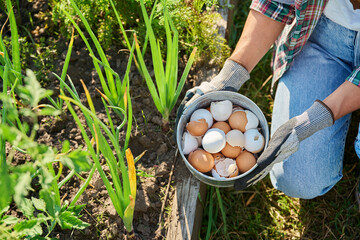 Fertilizing onion plants with eggshells, outdoor kitchen vegetable garden