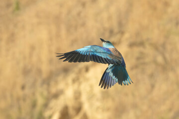 European roller - Coracias garrulus in mid-flight with wings fully spread, captured against a soft, blurred natural background. Photo from Dobrudja in Bulgaria.