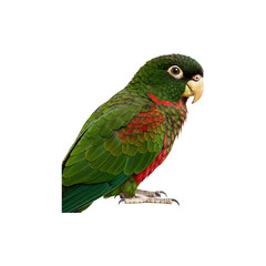 Colorful Parrot Bird Perched on Branch Isolated on White Background for Exotic Pet and Wildlife Themes
