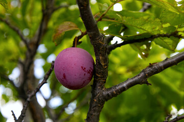 Plum ready for harvest