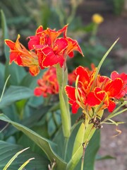 red and yellow flower