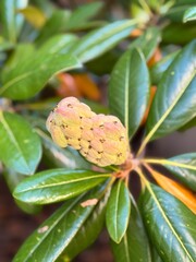 Magnolia Bud 