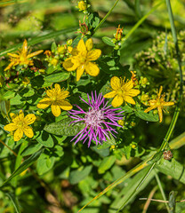 Colorful Flowers Bloom Together in Summer