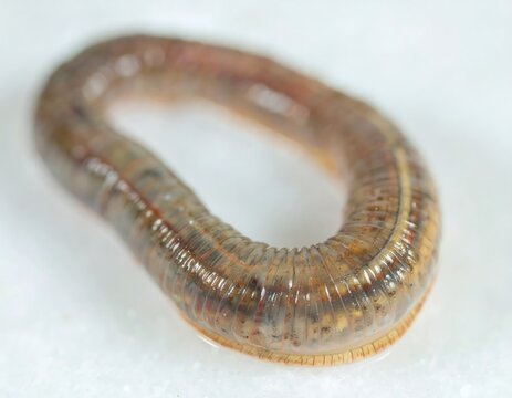 Close-up of a segmented worm