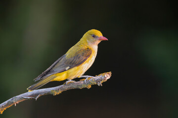 Eurasian golden oriole, common golden oriole - Oriolus oriolus perched gracefully on a tree branch against a dark blurred background. Photo from Dobrudja in Bulgaria.