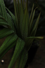 planta verde tropical molhada pela chuva 