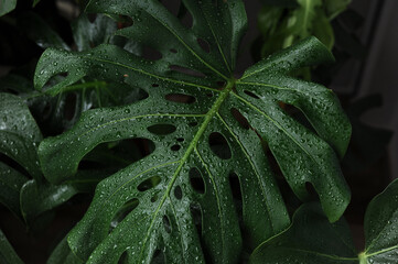 planta verde tropical molhada pela chuva 