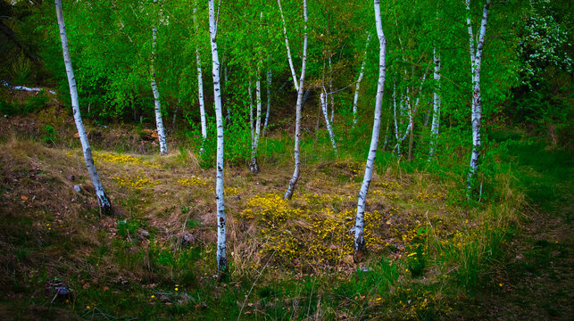 Birch trees forest at spring daylight