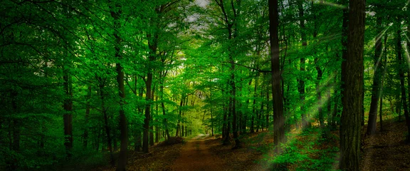 Poster de jardin  Broad leaf trees forest at spring daylight  © Jansk