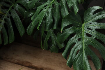 Fototapeta premium planta verde tropical molhada pela chuva 