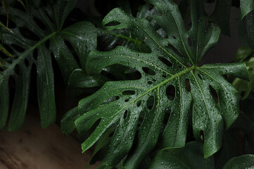 planta verde tropical molhada pela chuva 
