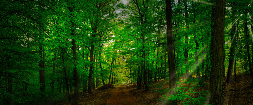 Broad leaf trees forest at spring daylight