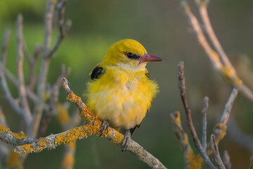 Fototapeta premium Eurasian golden oriole, common golden oriole - Oriolus oriolus perched gracefully on a tree branch against a dark blurred background. Photo from Dobrudja in Bulgaria.