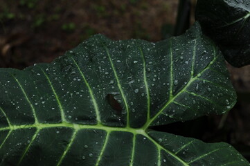 planta verde tropical molhada pela chuva 