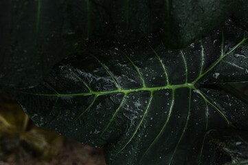 planta verde tropical molhada pela chuva 