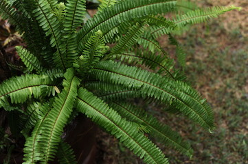 linda planta samanbaia 
