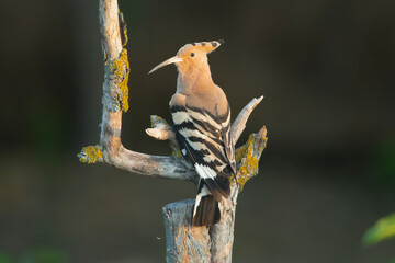 Eurasian hoopoe - Upupa epops perched at dark background. Photo from Dobruja in Bulgaria. © PIOTR