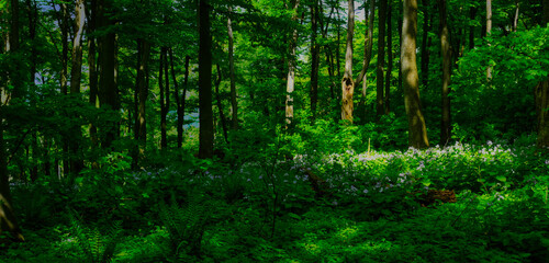Broad leaf trees primeval forest at spring daylight