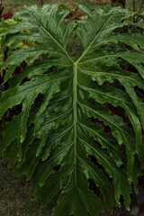 planta verde tropical molhada pela chuva 