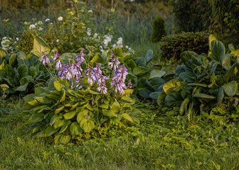 A beautiful flower bed of plants and flowers. City park landscaping