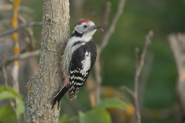 Male Middle Spotted Woodpecker - Dendrocoptes medius clinging vertically to a tree trunk in its natural habitat in Dobruja, Bulgaria. D. m. medius.