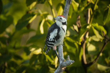 Male Middle Spotted Woodpecker - Dendrocoptes medius clinging vertically to a tree trunk in its natural habitat in Dobruja, Bulgaria. D. m. medius.