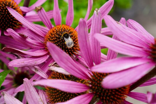 Close-up of a bee pollinating vibrant purple coneflowers, showcasing its interaction with the flower's center. The vibrant petals and natural setting highlight nature's beauty.
